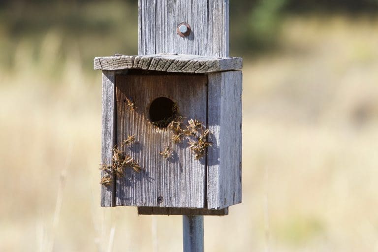 Comment détruire un nid de guêpes en toute sécurité 5 étapes de pros