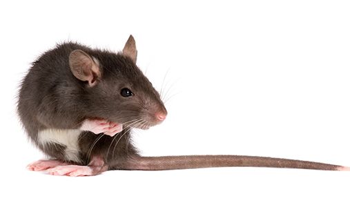 Entreprise de dératisation - Anti rats, souris, mulots, loirs