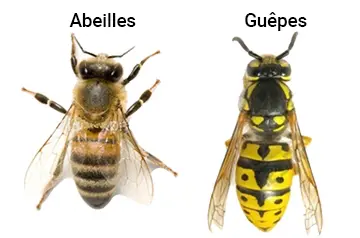 Les différences morphologiques entre les guêpes et les abeilles