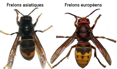 Les différences morphologiques entre le frelon asiatique et le frelon européen