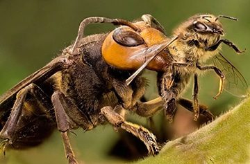 Frelons asiatiques mange une abeille