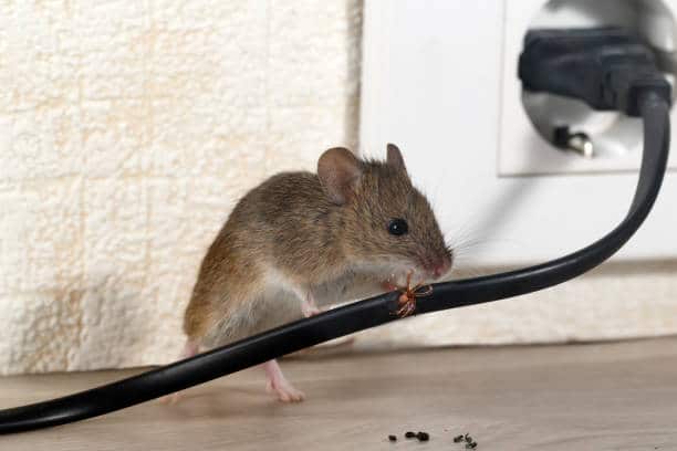 Guides et conseils : Apprenez quoi faire pour lutter contre les souris en cas d'infestation