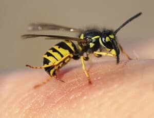 Piqûre de guêpe, que faire ? Gestes de premiers secours, symptômes, dangers en cas d&rsquo;allergie, et comment les éviter