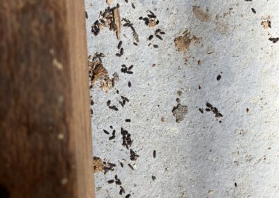 Image montrant une forte concentration de crottes de souris sur un sol en béton, mêlées à des fragments de bois et signes évidents de grignotage