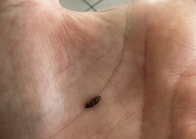 Photo d’une crotte de souris posée dans la paume d’une main, permettant d’estimer sa taille réelle et sa forme fuselée