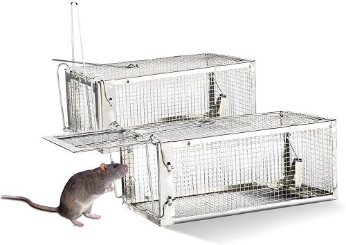 Piège à souris : Les pièges à souris les plus efficaces