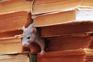 Souris dans la maison : Dans quelles pièces les trouver