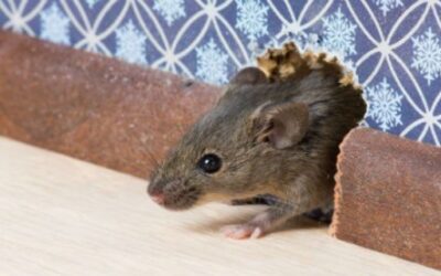 Risques liés à la présence de souris chez soi – Vos questions, nos réponses