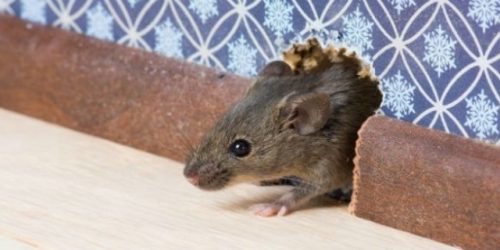 Risques liés à la présence de souris chez soi