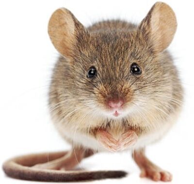 Comment savoir si on a des souris chez soi ?