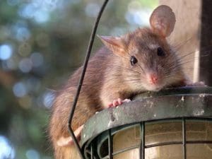 Se débarrasser et tuer des rats : Toutes les solutions efficaces