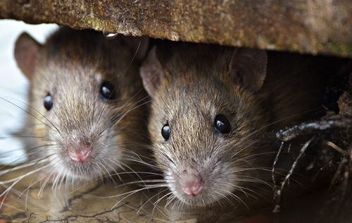 Comment prévenir l'apparition des rats dans une maison
