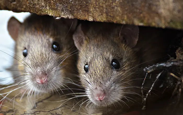 Comment prévenir l'apparition des rats dans une maison