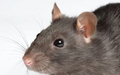 Comment reconnaître des rats dans sa maison ?