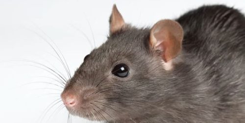 Comment reconnaître des rats dans sa maison ?