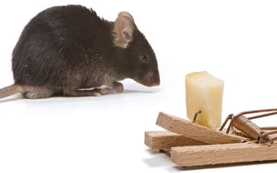 Comment se débarrasser des rats ? Les solutions