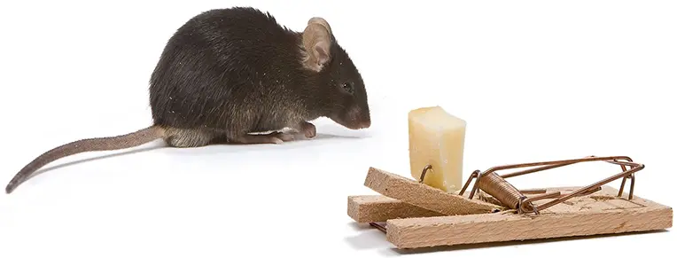 Les solutions adéquates et efficaces pour se débarrasser des rats
