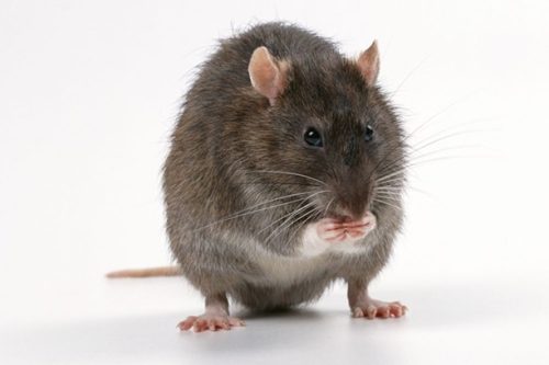 Rats. Guides conseils pour lutter contre une infestation de rats