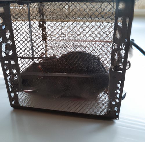 Nasse avec rat capturé à l'intérieur