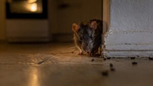 Rats dans la maison — tous les signes pour détecter leur présence, évaluer l&rsquo;infestation et agir
