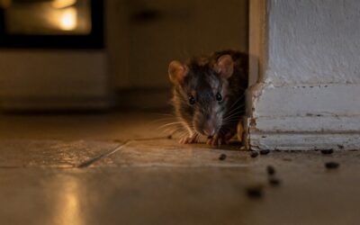 Rats dans la maison — tous les signes pour détecter leur présence, évaluer l&rsquo;infestation et agir