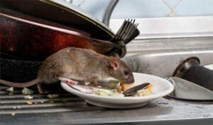 Les risques sanitaires et dégâts matériels de présence de rats dans une maison
