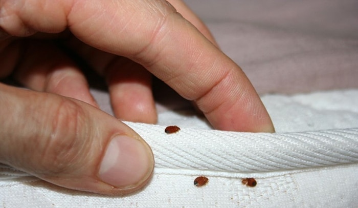 Détecter les signes d'une infestation de punaises de lit