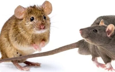 Quelles différences entre rat et souris ?