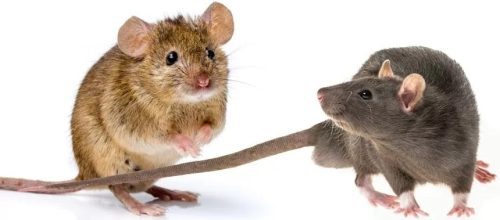 Différences entre un rat et une souris