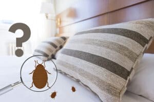 Comment et d&rsquo;où viennent les punaises de lit ? Lieux, causes, précautions