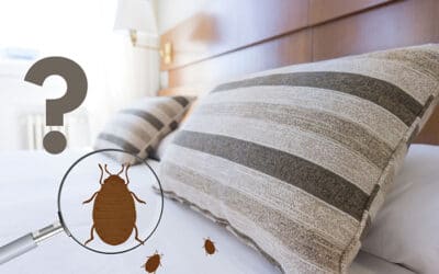 Quelles sont les causes de la présence des punaises de lit ?