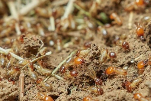 Solution-Nuisible.fr Traitement contre les Termites partout en France