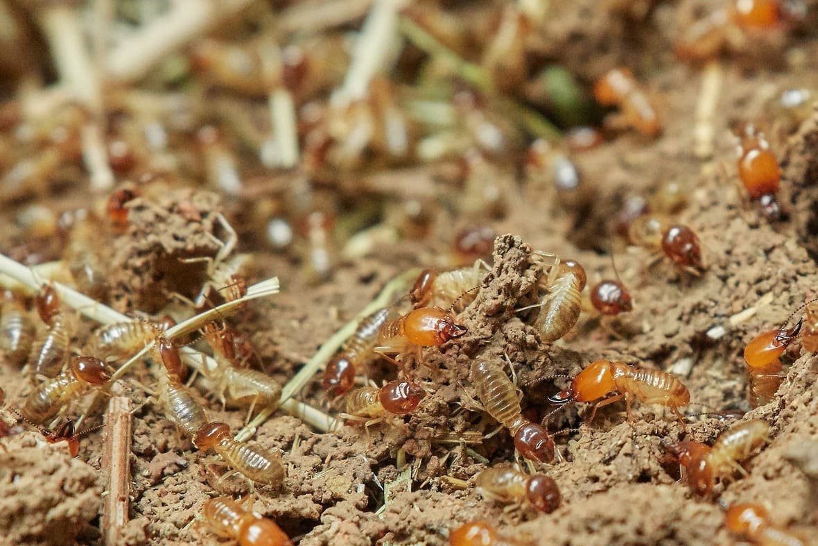 Solution-Nuisible.fr Traitement contre les Termites partout en France Solution-Nuisible.fr Traitement contre les Termites partout en France