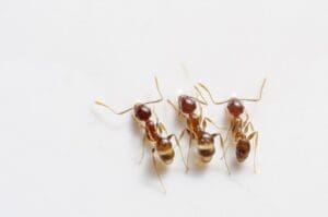 Invasion de fourmis dans la maison : Que faire ?
