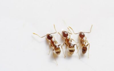 Invasion de fourmis : Que faire ?