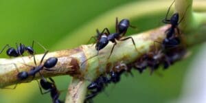 Chasser les fourmis de la maison avec des produits anti fourmis : quel fourmicide chimique ou naturel utiliser ?