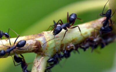 Chasser les fourmis de la maison avec des produits anti fourmis : quel fourmicide chimique ou naturel utiliser ?