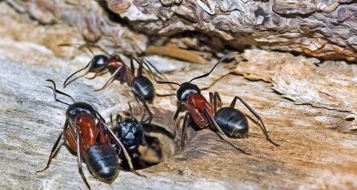 Solution nuisible vous apporte une traitement efficace personnalisé et adapté cotre les fourmis charpentières