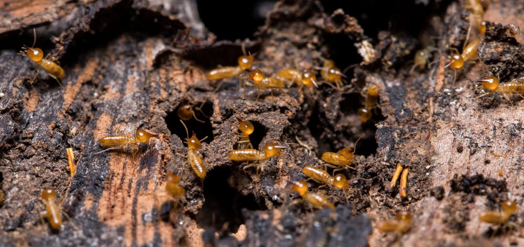 professionnel anti termites partout en france solution nuisible