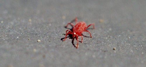 traitement contre les araignées rouge par des experts partout en france