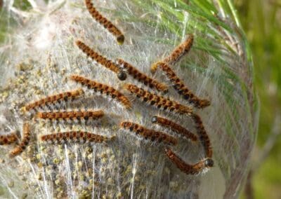 traitement contre les chenilles processionnaires par solution nuisible
