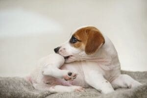 Quels insecticides contre les puces ?