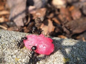 Traitement professionnel anti fourmis : quand contacter un technicien ?