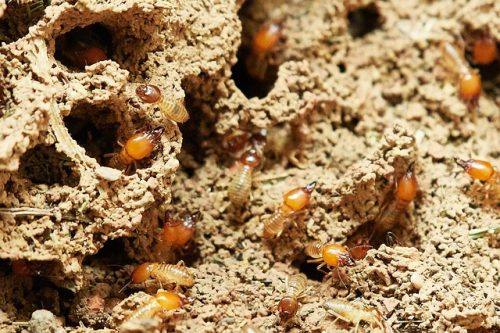 Désinsectisation Grand-Est : Traitement anti termites