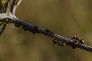 Ce qu&rsquo;il faut savoir pour choisir son exterminateur fourmis
