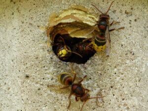 Comment trouver un nid de guêpes : méthode, indices et emplacements à vérifier