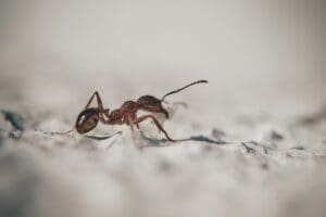 Les différentes espèces de fourmis : qui sont-elles ? Combien d&rsquo;espèces ?