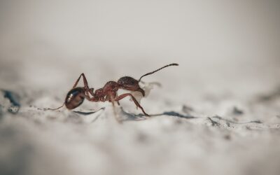 Les différentes espèces de fourmis