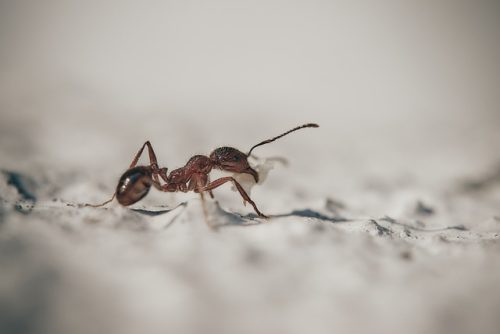 Différentes espèces de fourmis