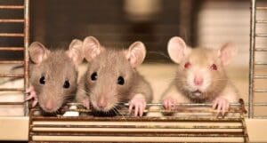 Qui doit payer les frais de dératisation ? Le locataire ou le propriétaire ?